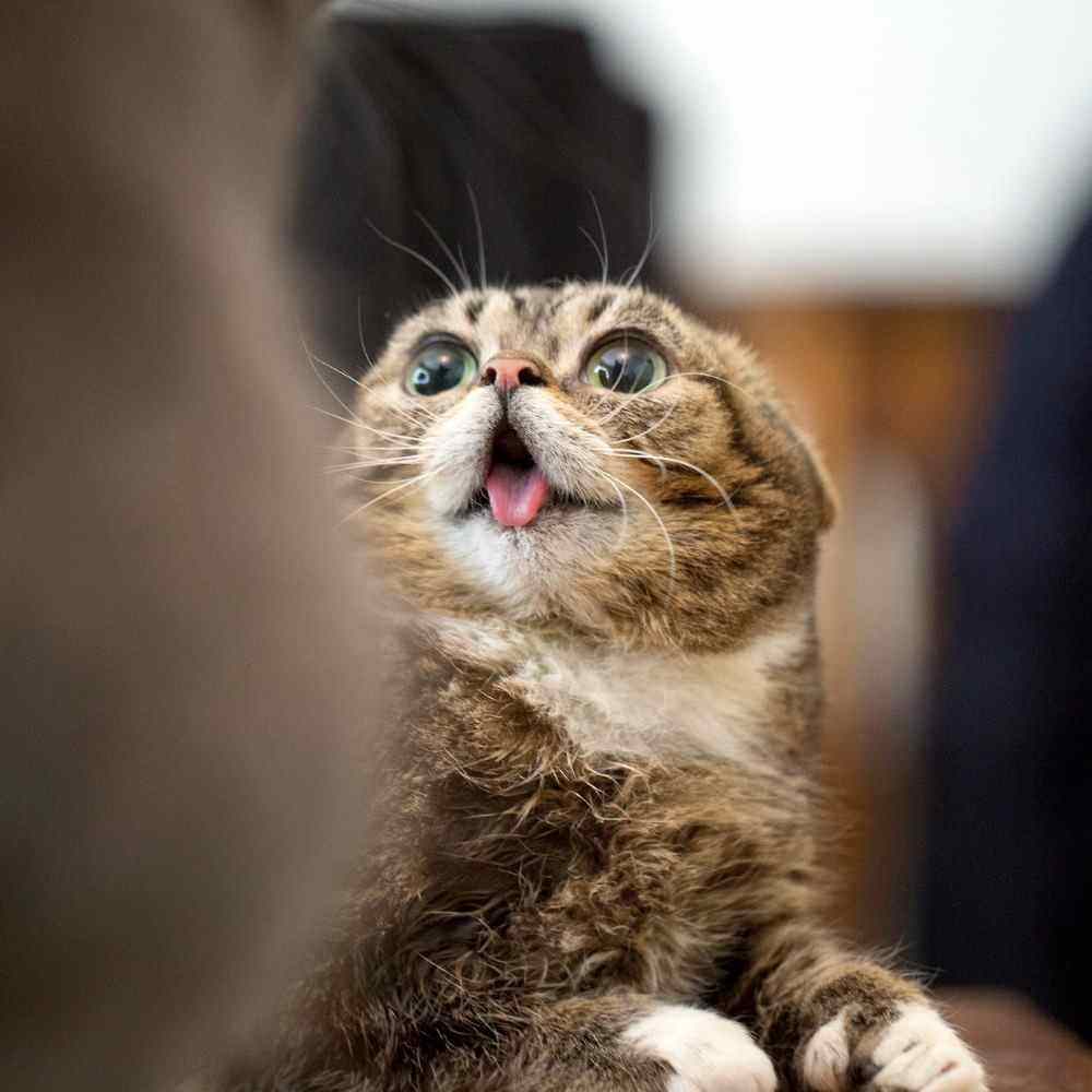 Смешной кот с высунутым языком