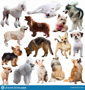 Картинки собак разных пород, фото 12