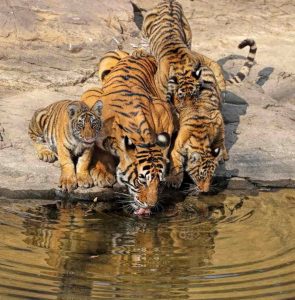 Картинки тигров в дикой природе 11