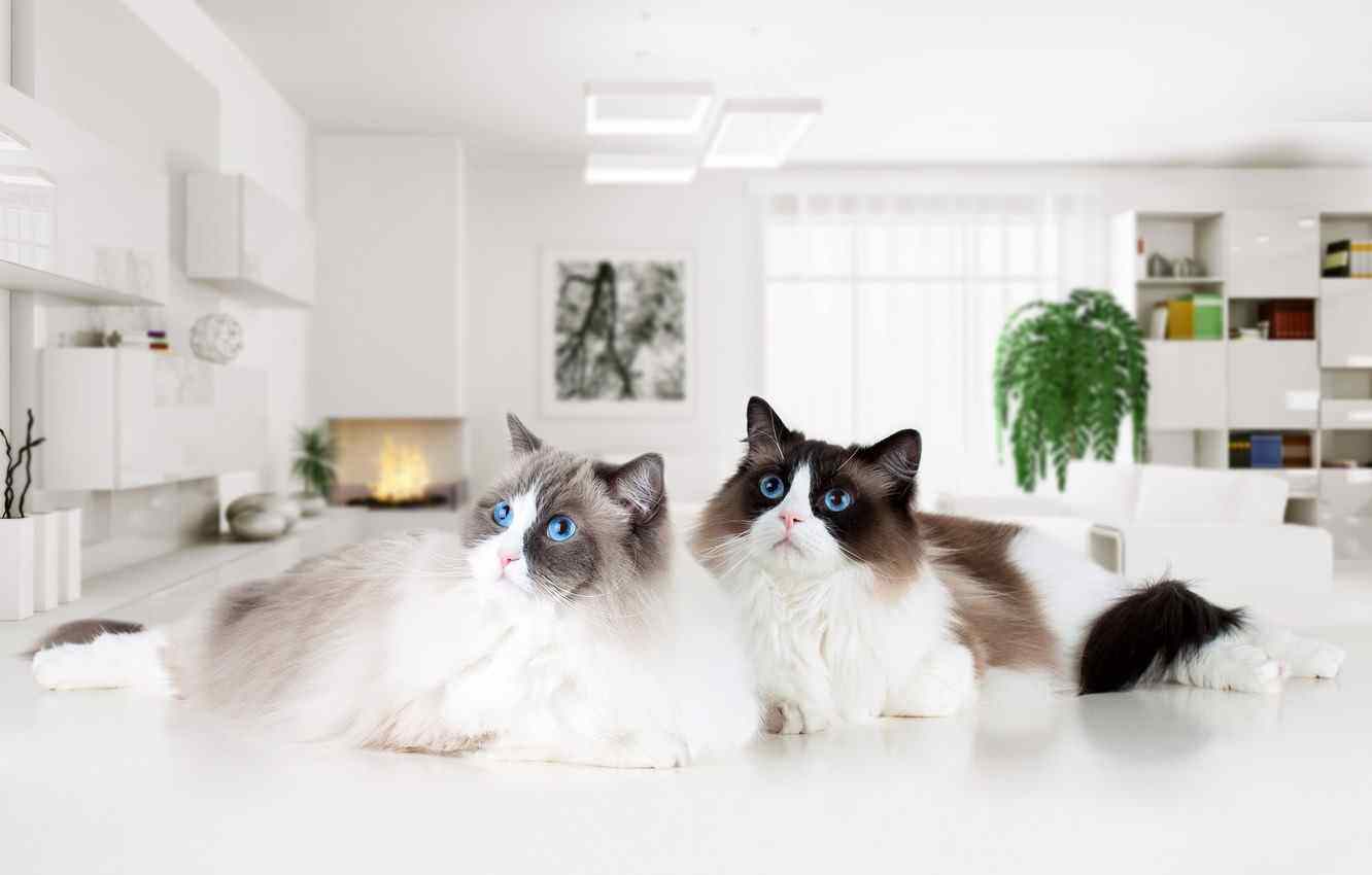 Кошки и коты в интерьере, фото 04