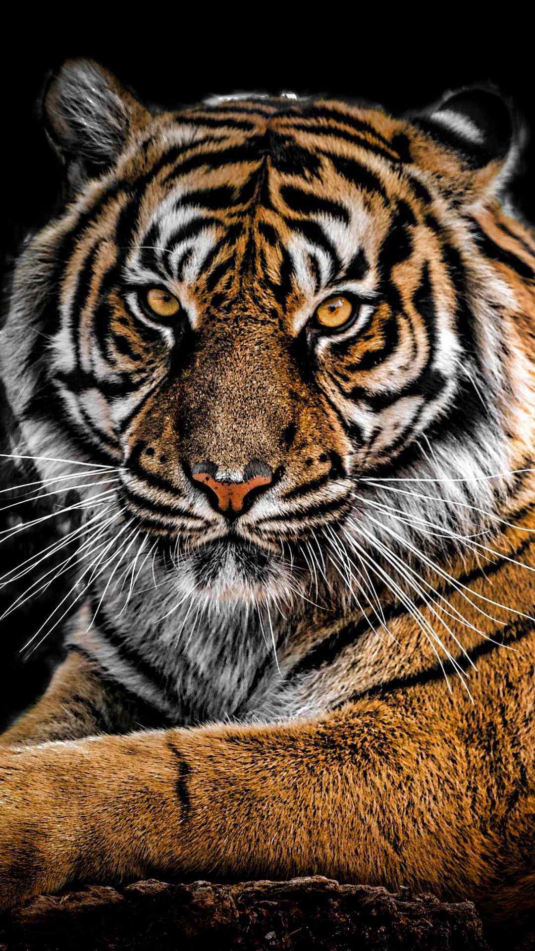 Обои с рисунками тигров 03
