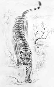 Прикольные срисовки тигров карандашом 20