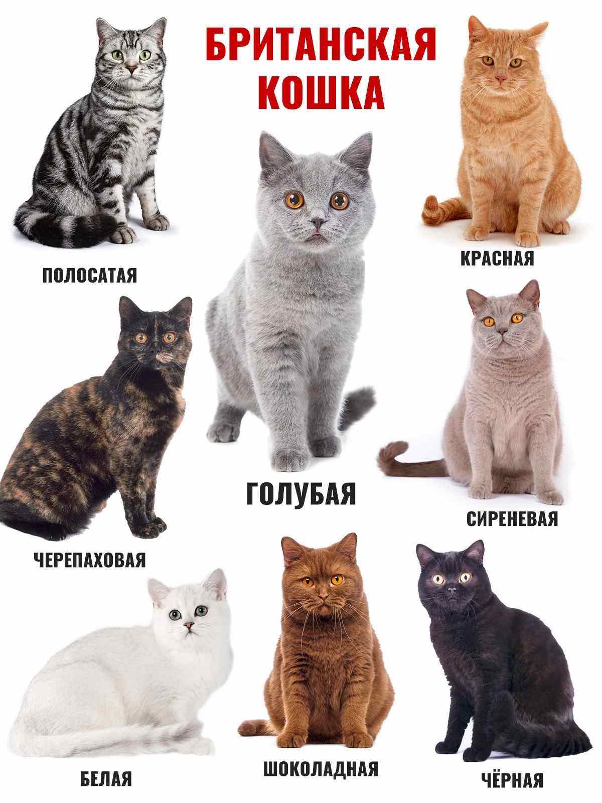 Разнообразные породы кошек 06