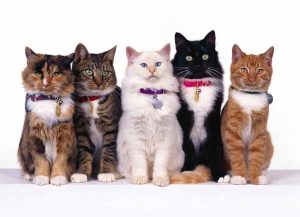 Разнообразные породы кошек 10