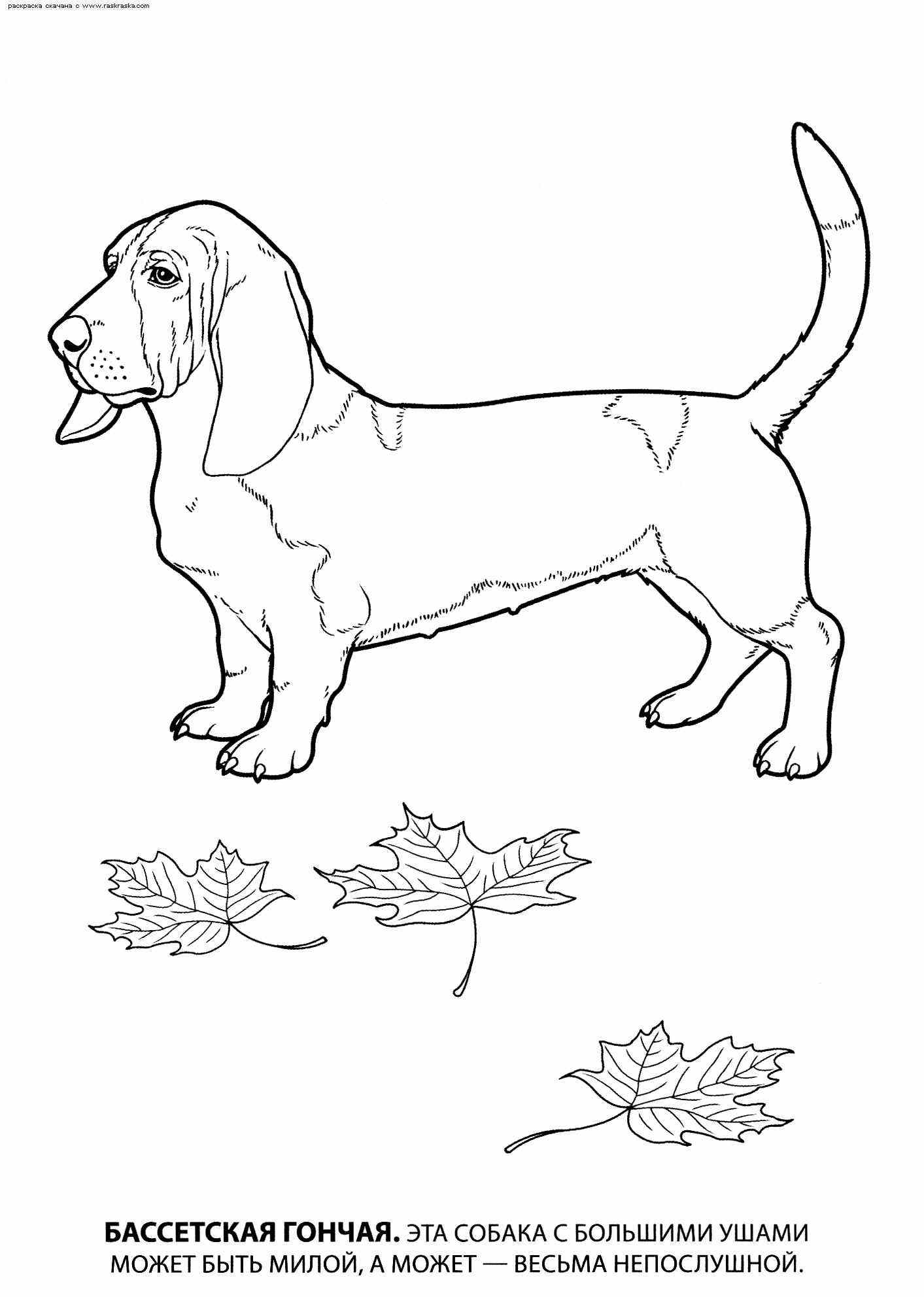 Рисунки собак разных пород для детей 03