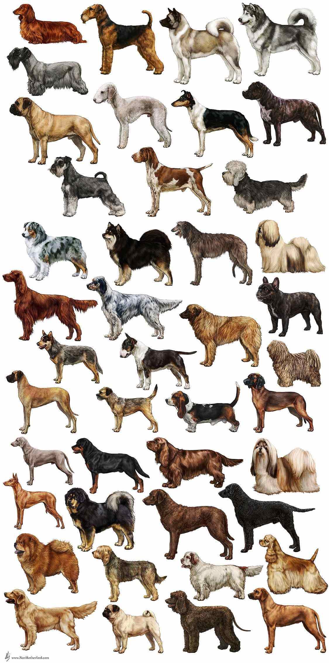 Рисунки собак разных пород для детей 06