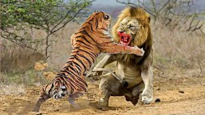 Фото интересных моментов с тиграми 14