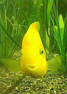 Фотографии рыбы которая улыбается 9