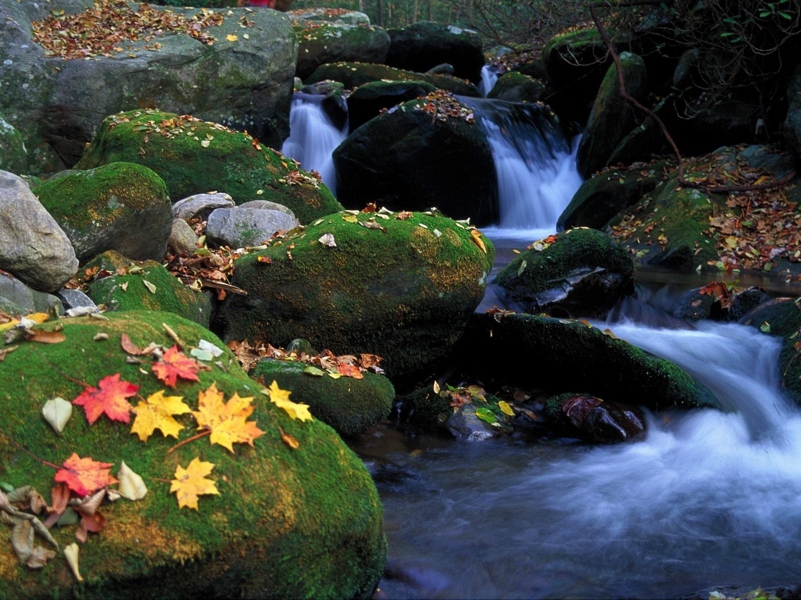 Живые обои 1440. Живая природа. Живая природа водопады. Картины живой природы. Водопады красивые и живые.