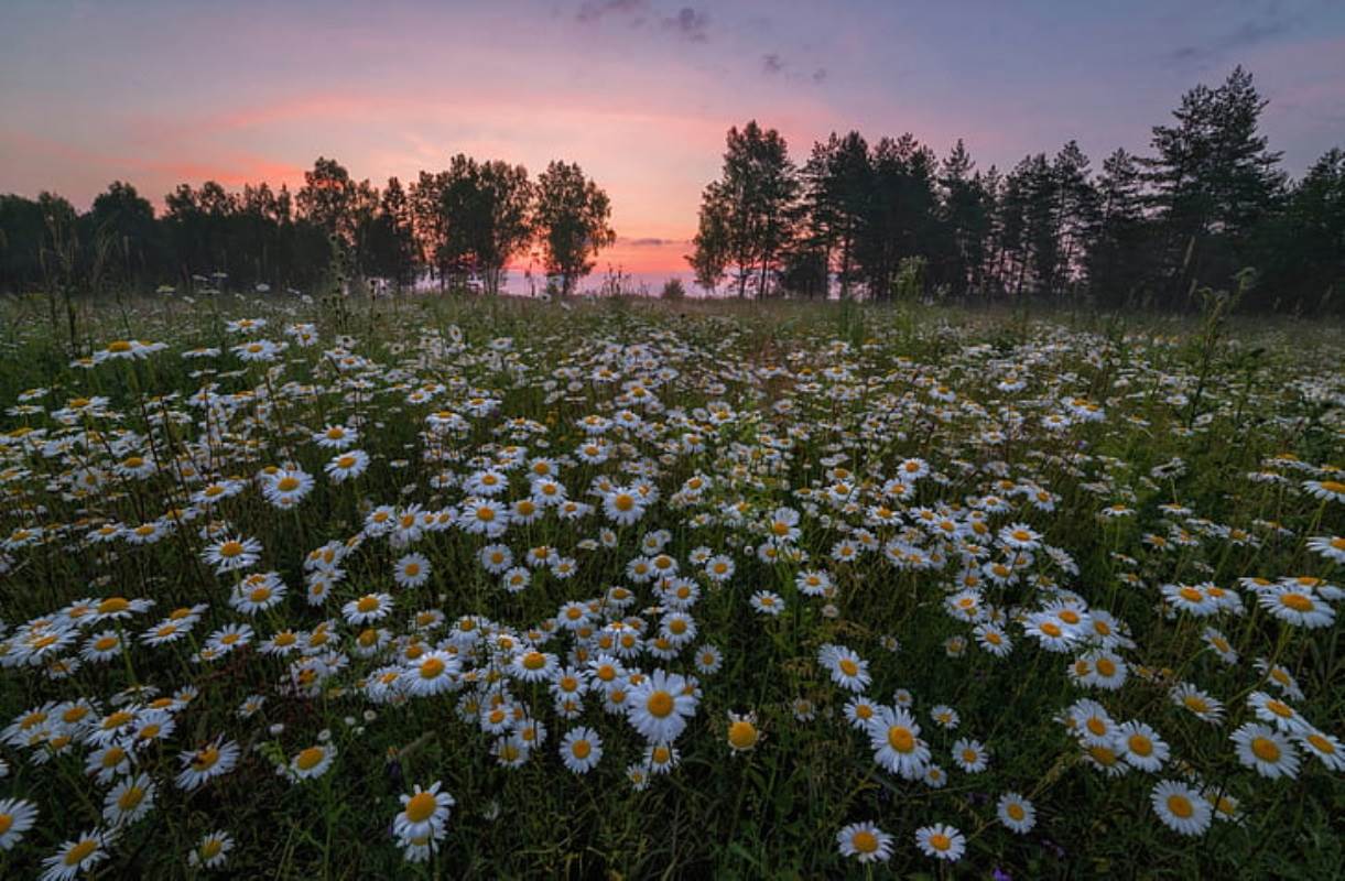 Фото поляны с ромашками