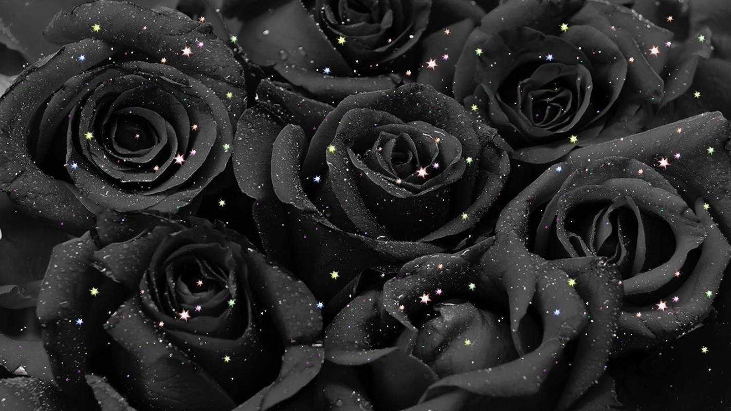 Картинки красивый темный фон. Красивые черные розы. Красивые розы на черном фоне. Розы на темном фоне.