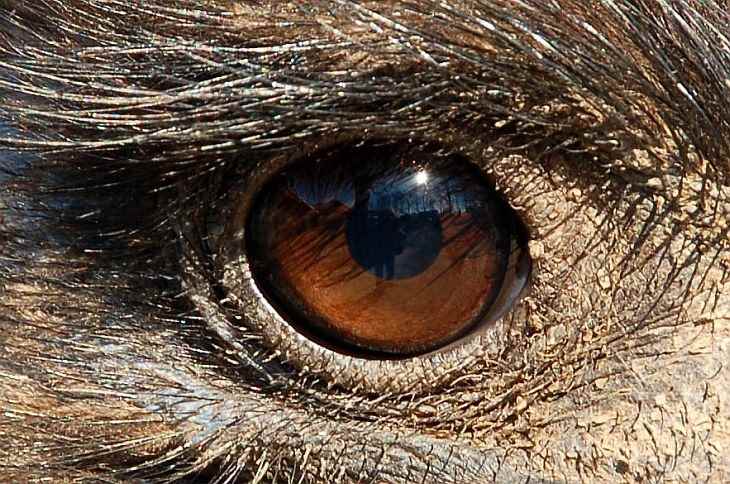 Глаза животных фото 002