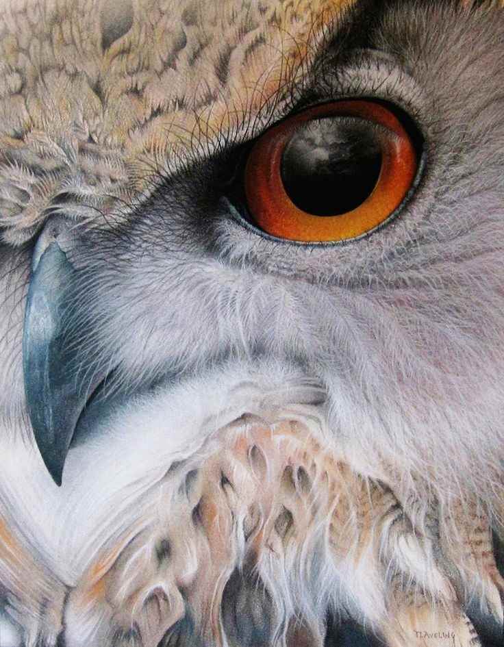 Глаза животных фото 007