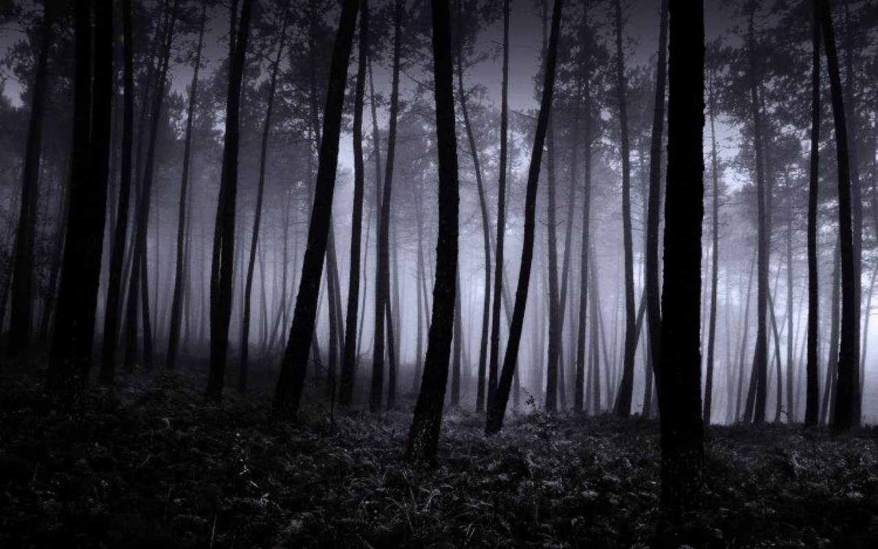 Коллекция страшных лесов на фото в качестве фонов 001