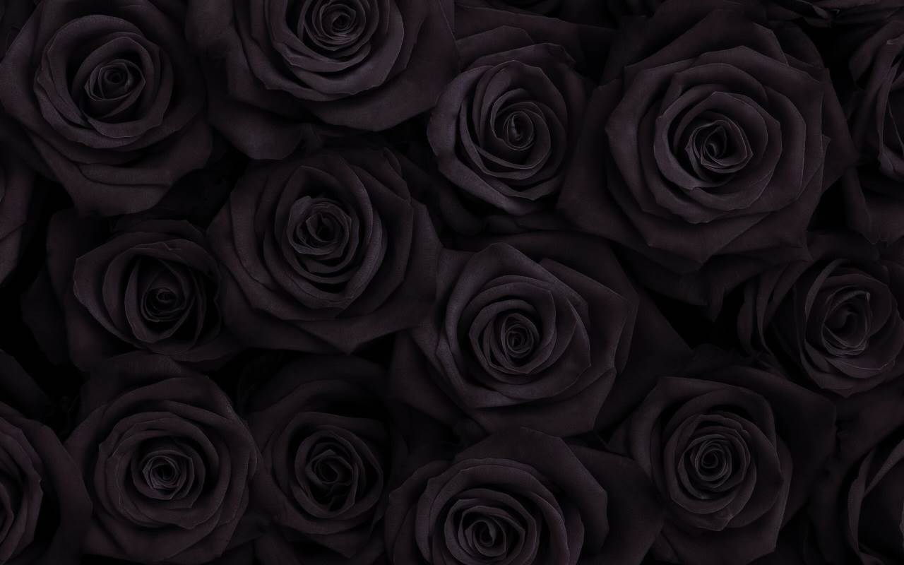Прекрасные фоны черных роз 015