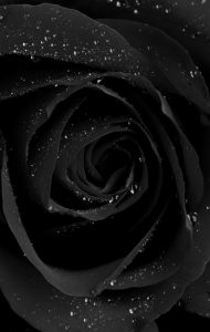 Прекрасные фоны черных роз 020