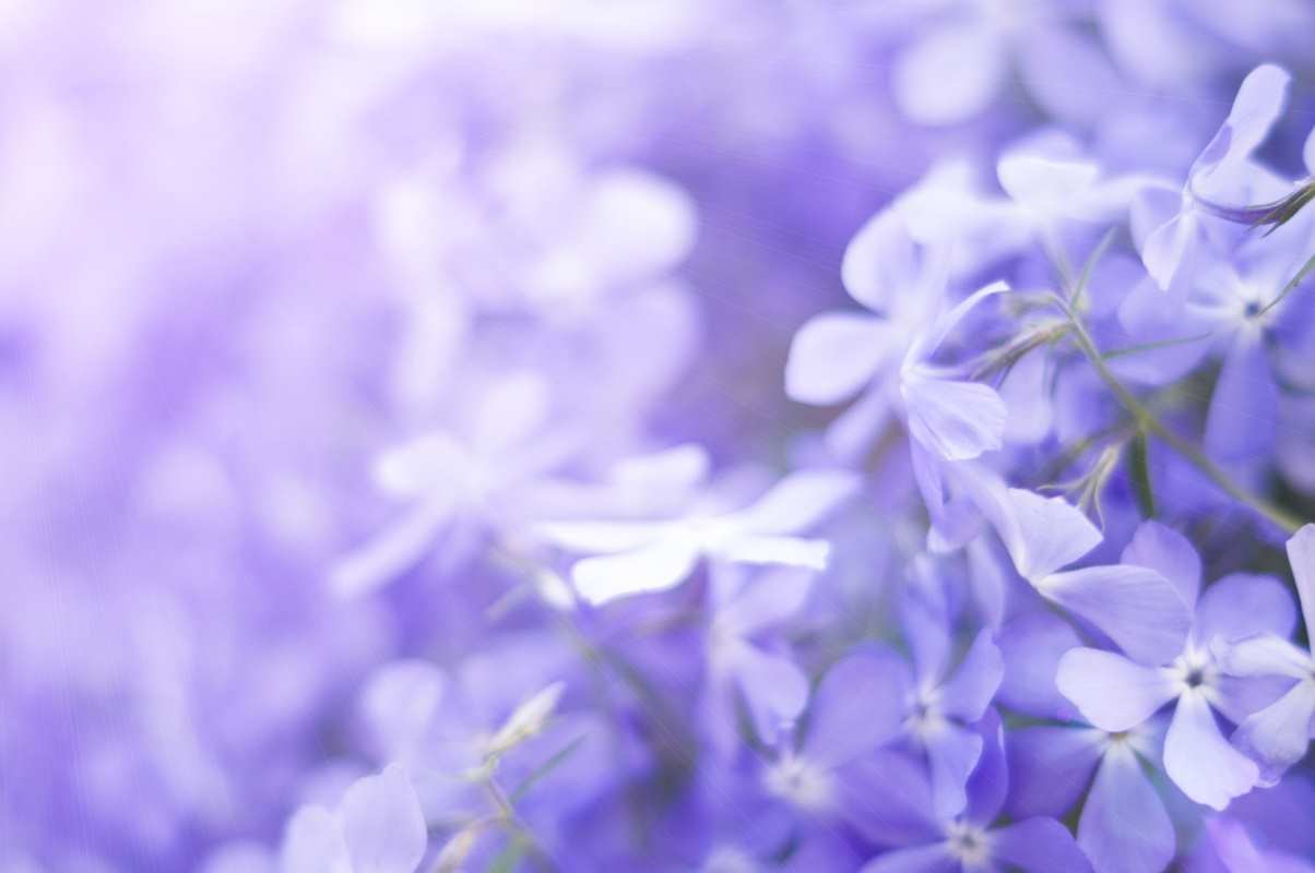Фиолетовый фон цветы для сайтов о цветах 002