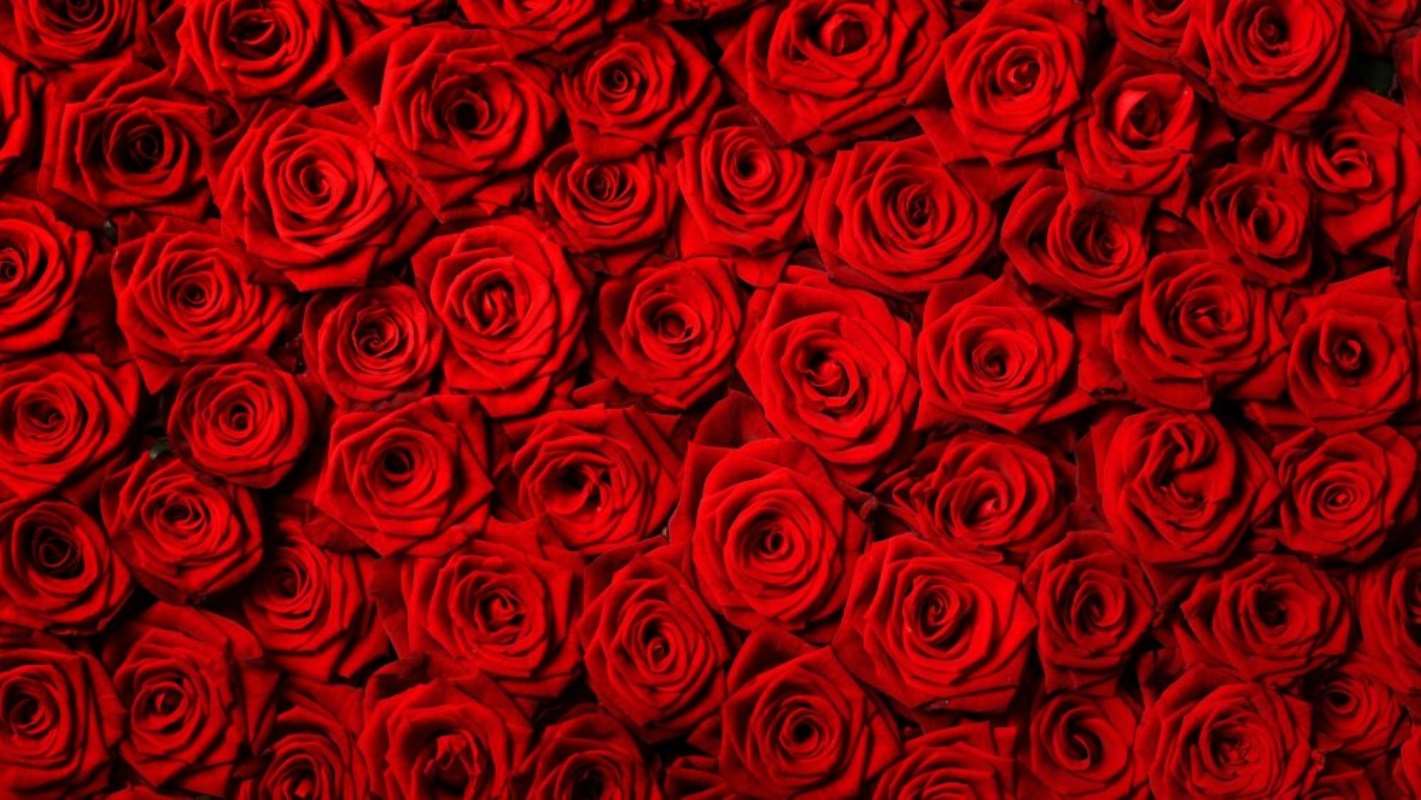 Фон красных роз на темно красном фоне, лушая подборка 001