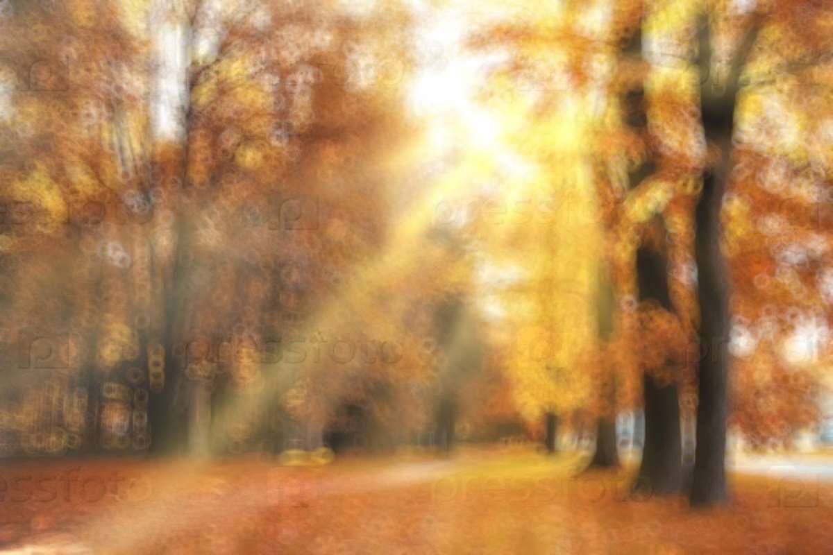 Фон осеннего леса   красивые картинки 021