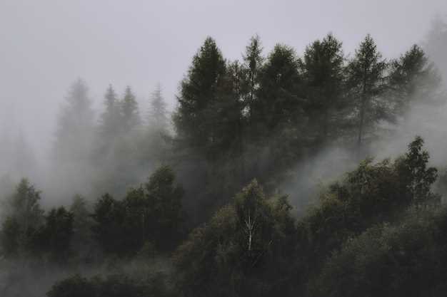 Фото туманного леса 005