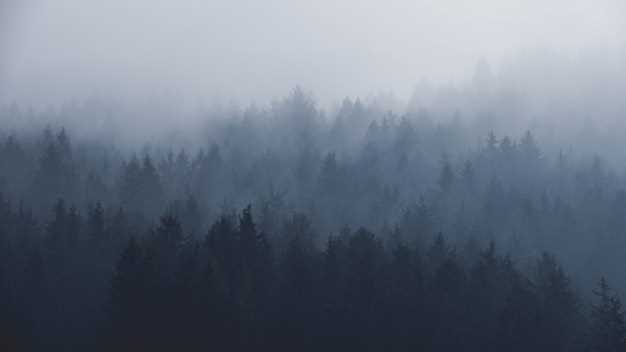 Фото туманного леса 011