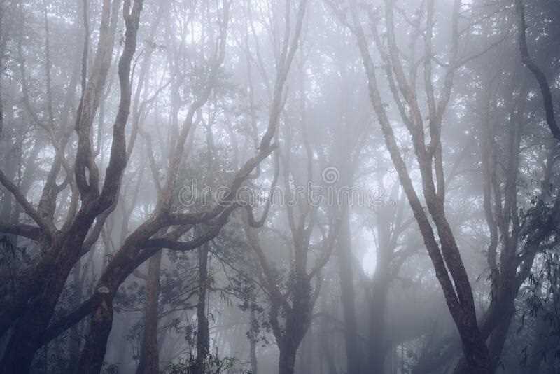 Фото туманного леса 013