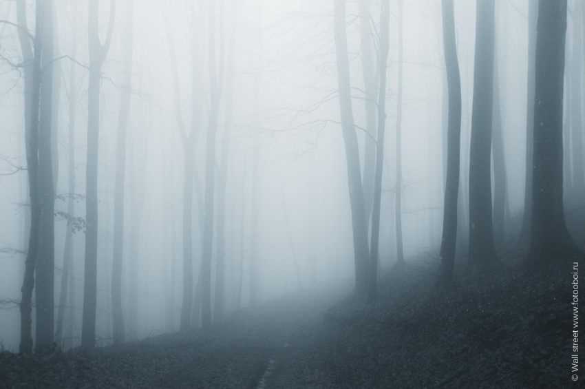 Фото туманного леса 014