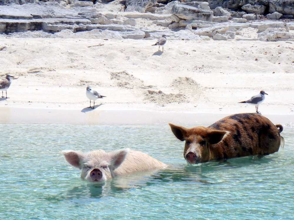Фотографии морских свинок на пляже 07