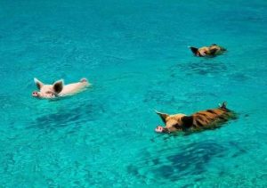 Фотографии морских свинок на пляже 08