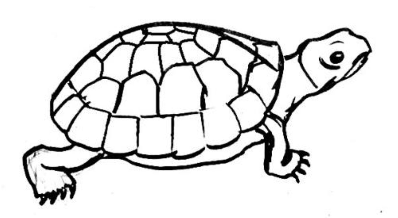 Черепаха рисунок для детей карандашом простой