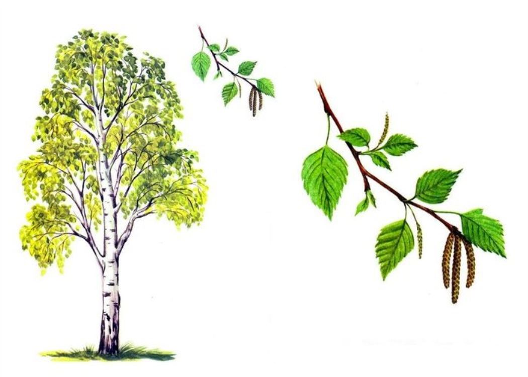 Осина лиственное растение. Лиственные деревья береза. Ива осина Тополь дуб. Бернща дерево. Веточка лиственного дерева береза.