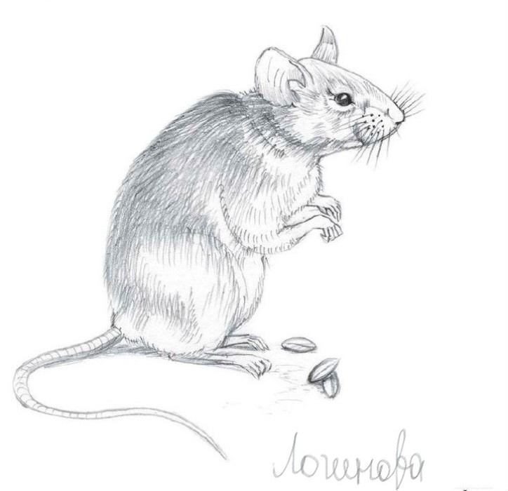 Рис мыши. Мышь карандашом. Мышка рисунок карандашом. Мышка набросок. Нарисовать крысу карандашом.