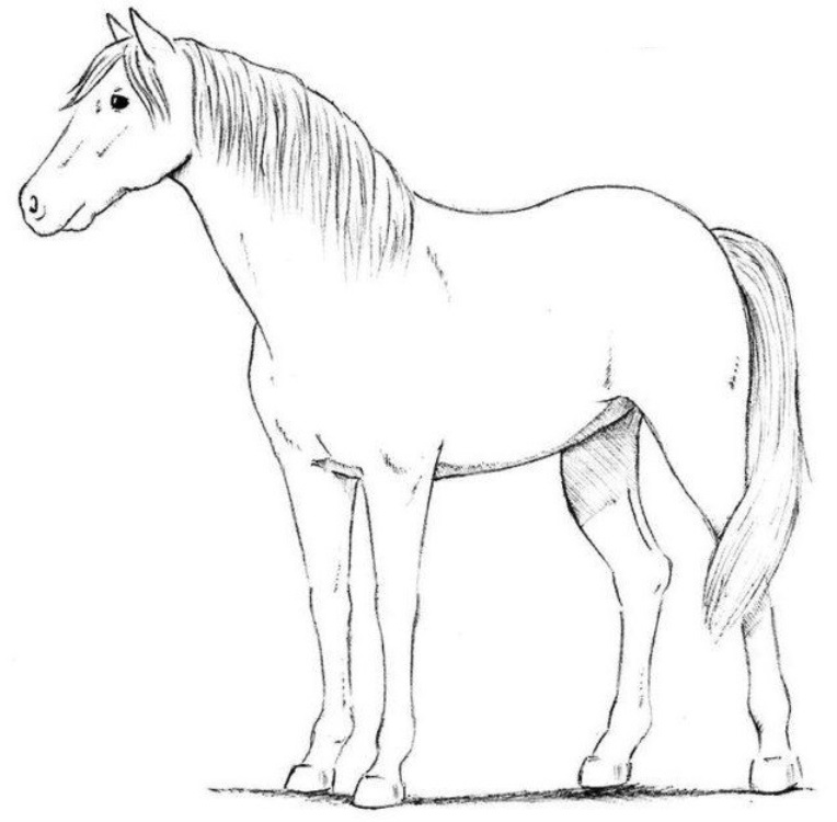 Красивые Рисунки коня для срисовки, подборка картинок 001
