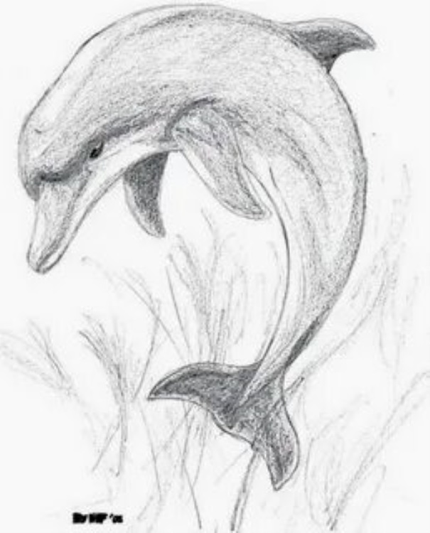 Красочные Рисунки дельфинов для срисовки, подборка 002