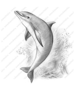 Красочные Рисунки дельфинов для срисовки, подборка 020