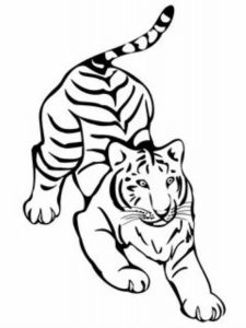 Крутые рисунки тигров для срисовки 018