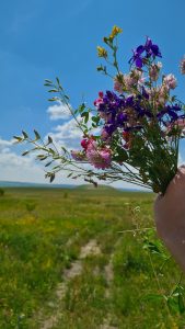 Множество цветов на зеленой траве весной (3)