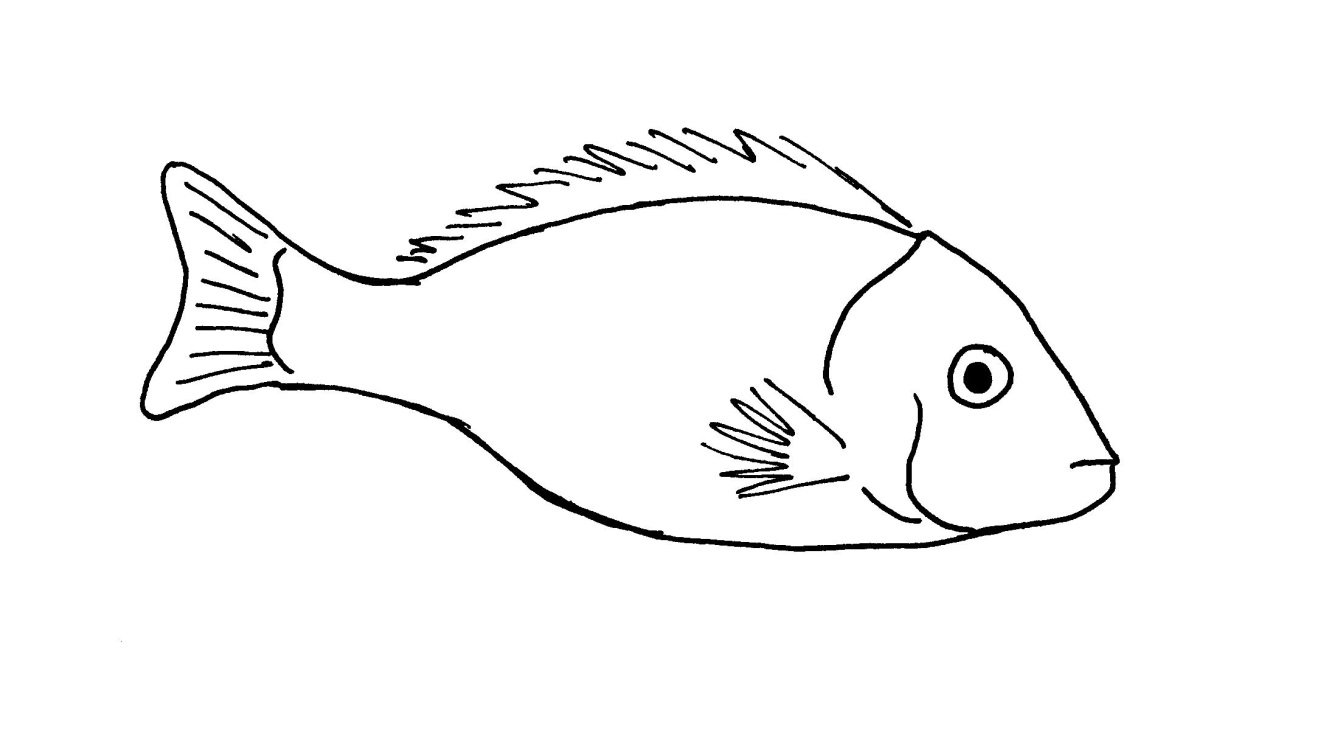 Рыбки для срисовки карандашом