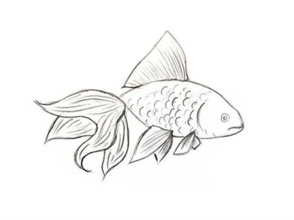 Подводные рисунки рыбы для срисовки, подборка 017