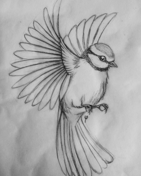Рисунки птиц для срисовки 012