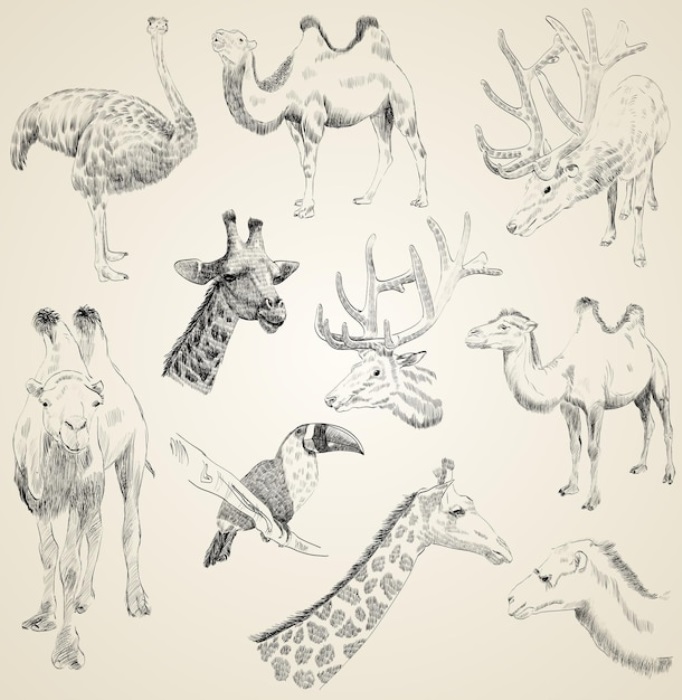 Художественные эскизы животных всех видов 017