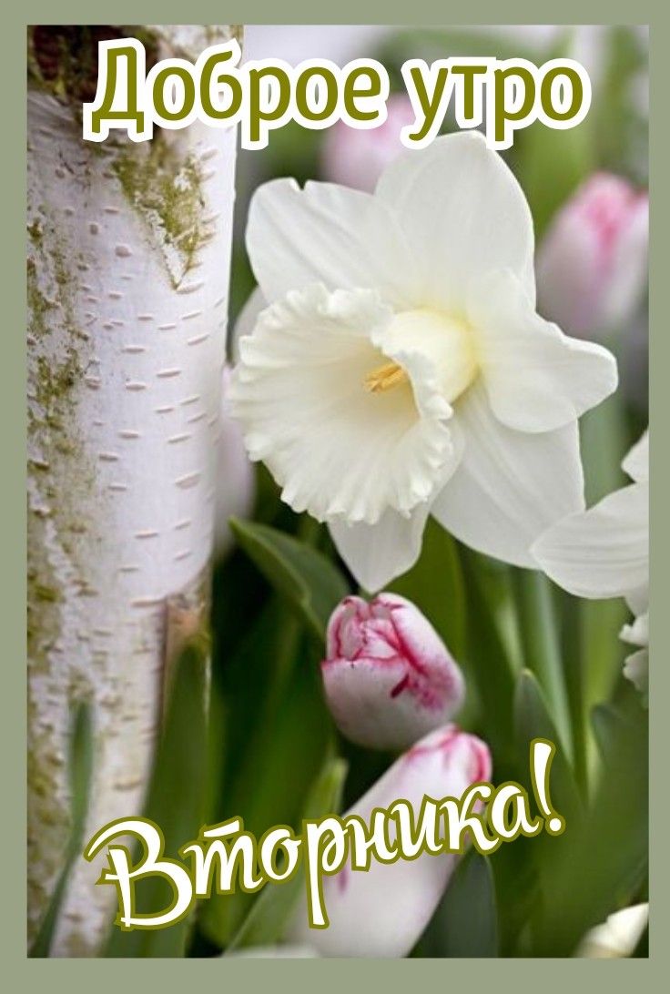 Цветочная открытка с наилучшими пожеланиями на доброе весеннее утро! (20)