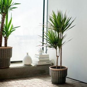 Драцена маргината идеальное растение для вашего дома