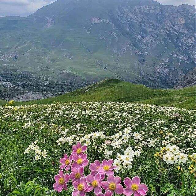 Альпийские Луга Барса