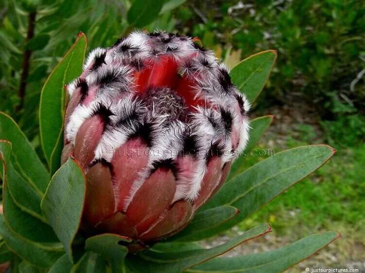 Protea lepidocarpodendron