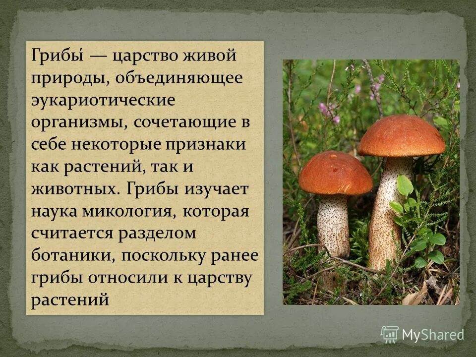 Почему грибы выделяют в отдельное