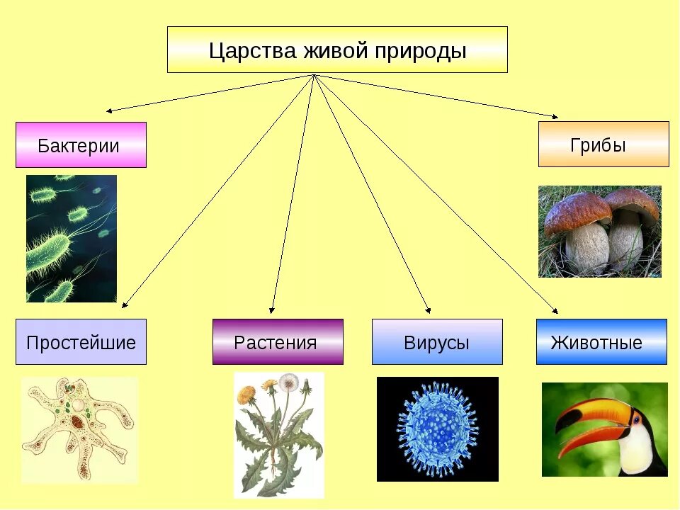 Разнообразие биология 5 класс. Грибы царство живой природы таблица. Царство живой природы 5 класс биология бактерии. Таблица 4 царства живой природы бактерии грибы растения животные. Классификация Царств живой природы.