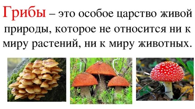 Почему грибы живые организмы