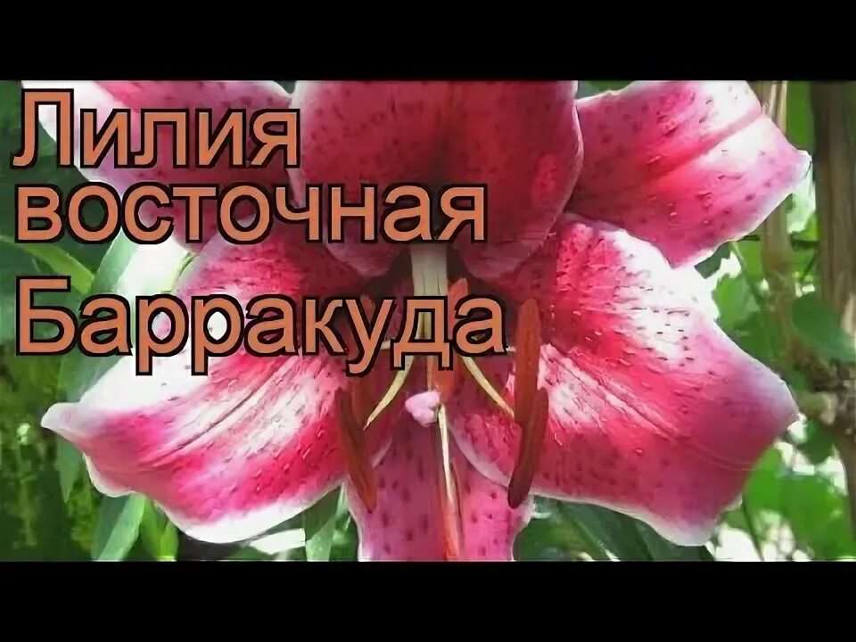 Лилия Барракуда