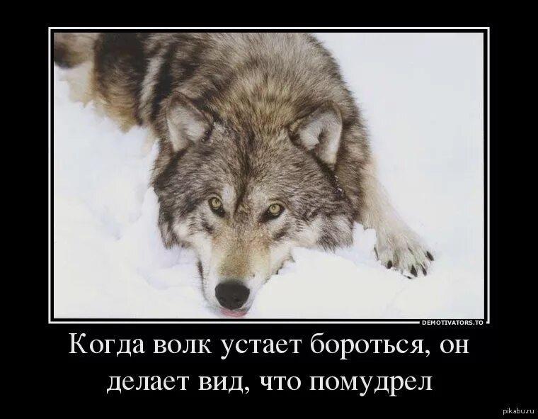 Я волк. Волк демотиватор. Волк картинка. Волк мотиватор. Смешные цитаты про Волков.